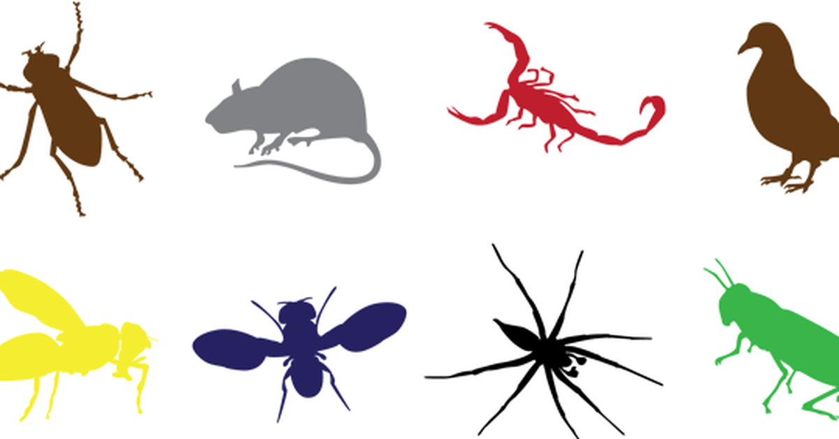 image of pest control